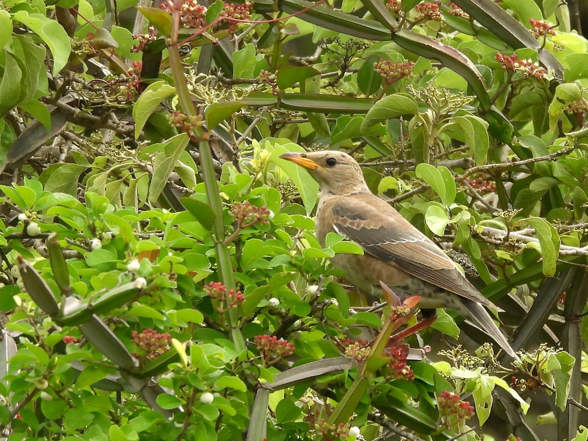 Rosy Starling - ML645581006