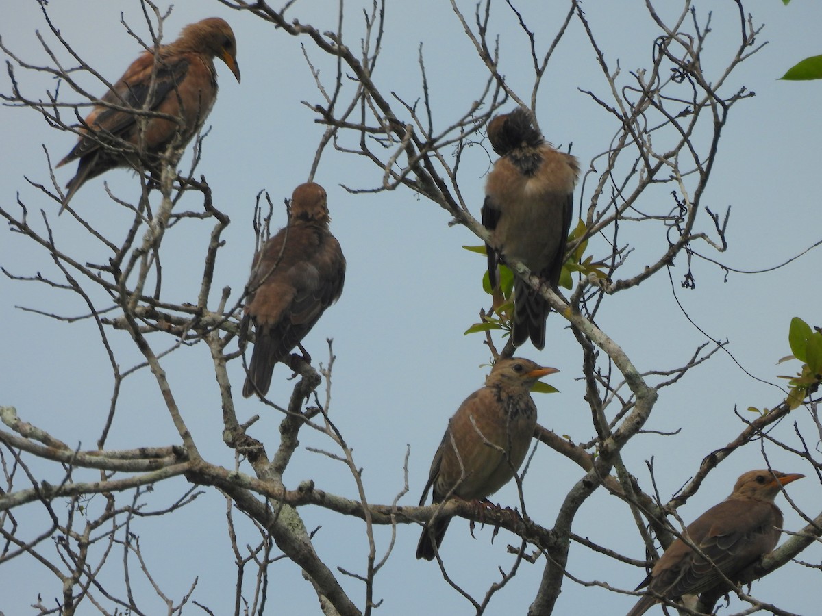 Rosy Starling - ML645581007