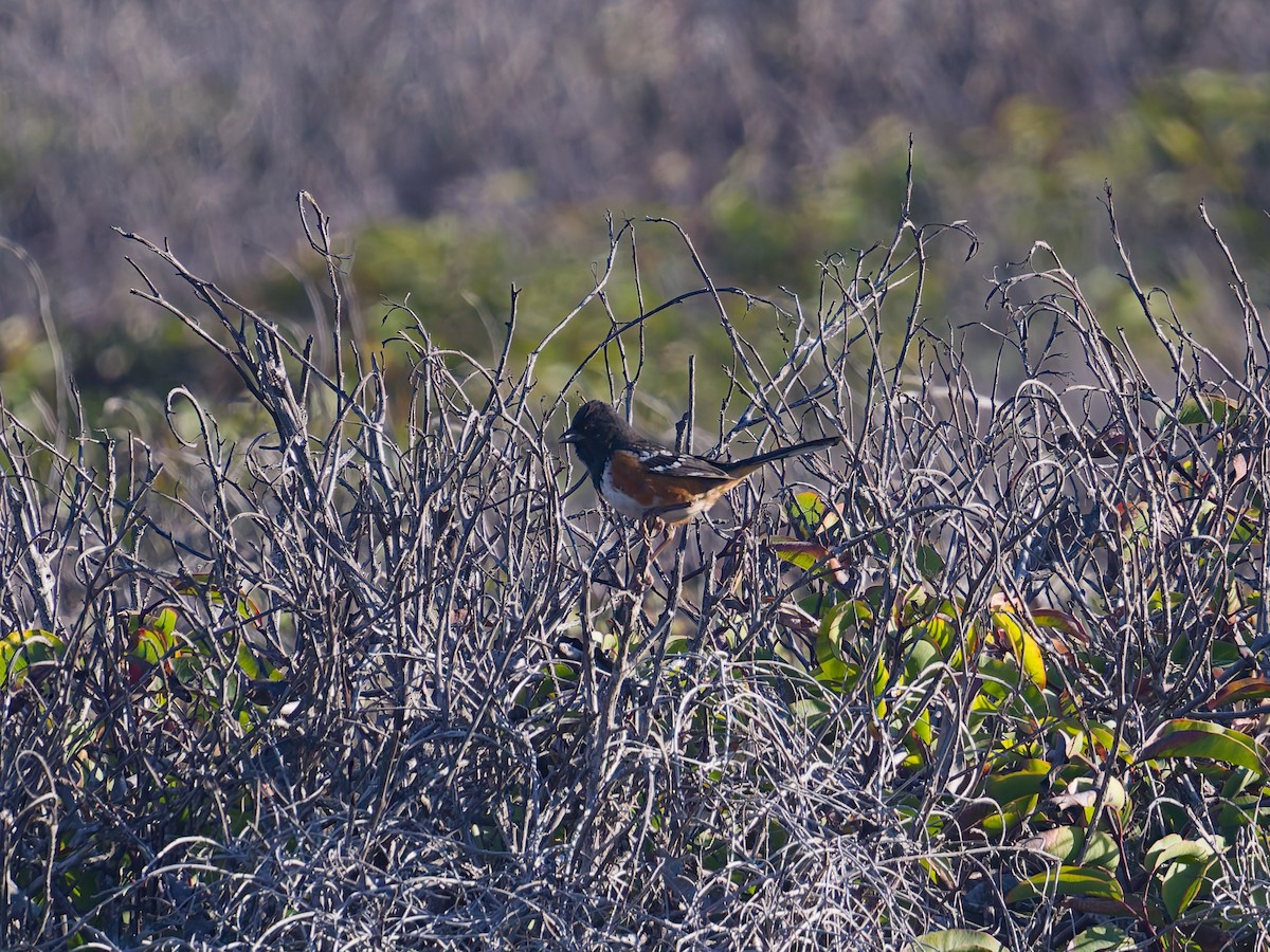 Spotted Towhee - ML645581008