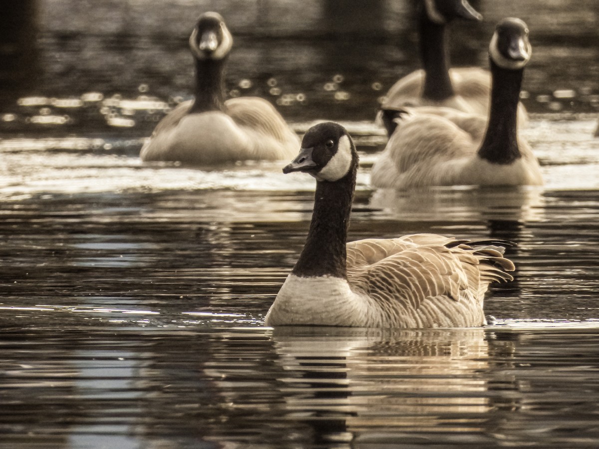 Canada Goose - ML645581010