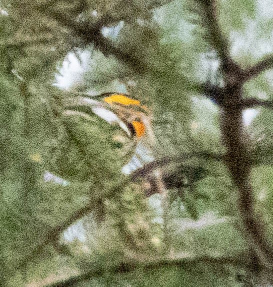 Blackburnian Warbler - ML645581014
