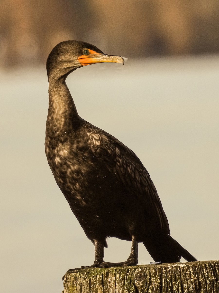 Double-crested Cormorant - ML645581015