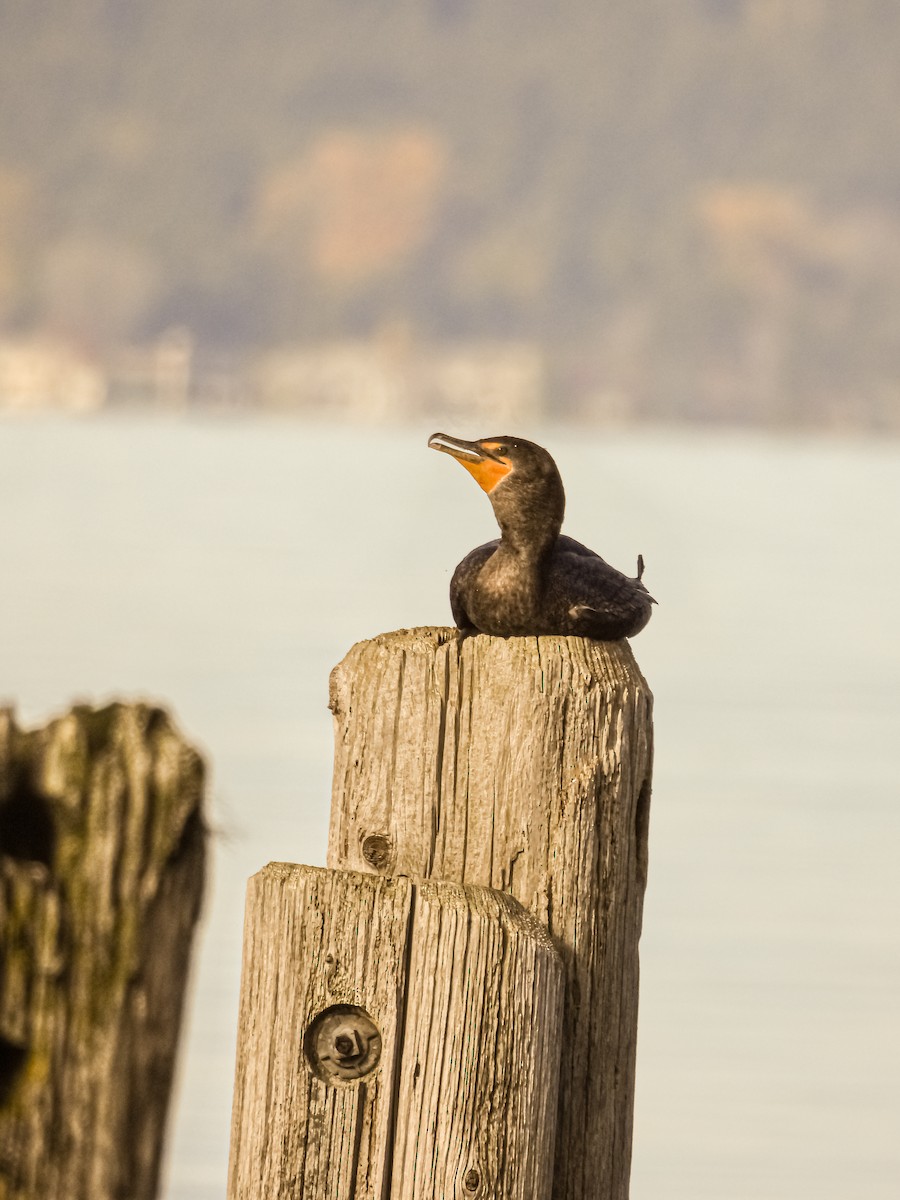 Double-crested Cormorant - ML645581016