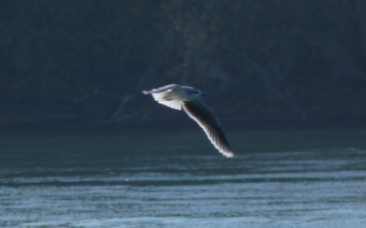 小鷗 - ML645581017