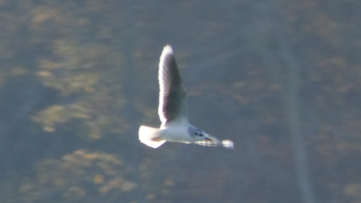 小鷗 - ML645581018