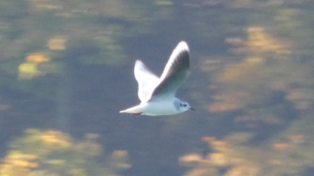 小鷗 - ML645581019