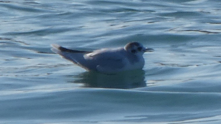 Little Gull - ML645581021