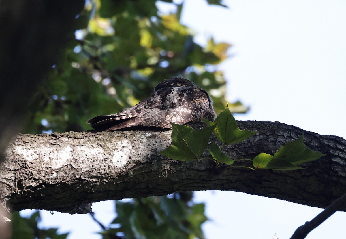 Лагс эргүүбор - ML645581027