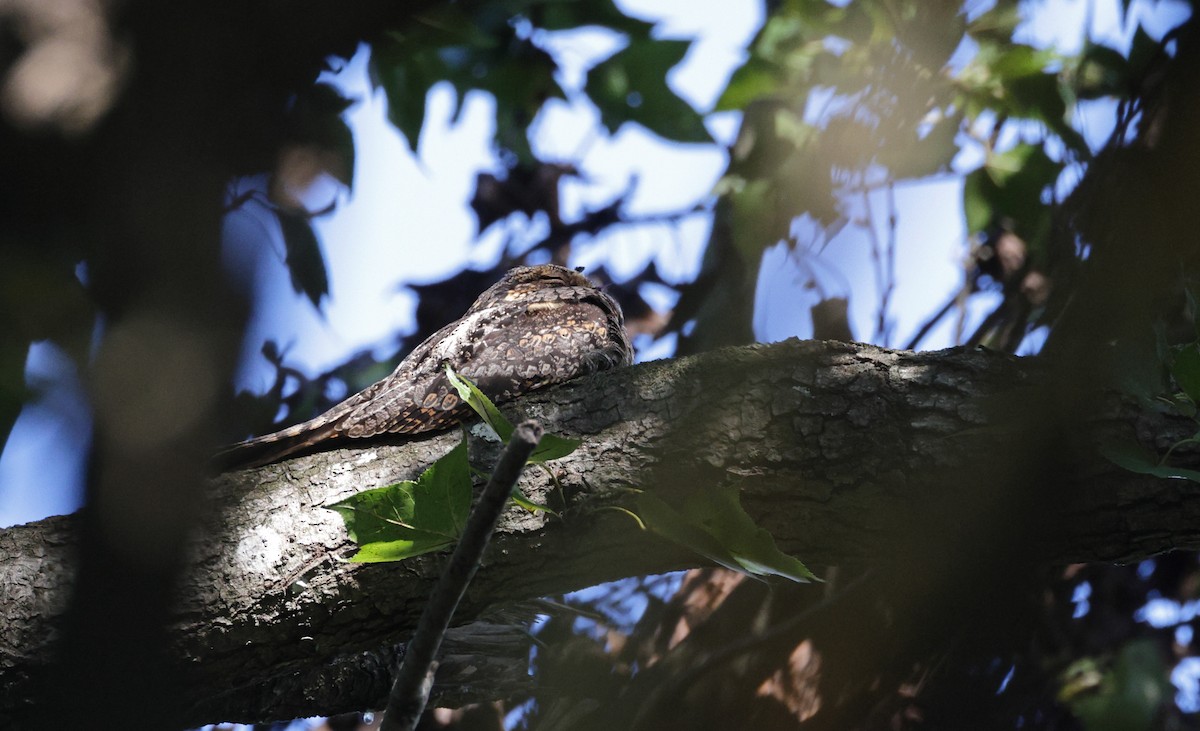 Лагс эргүүбор - ML645581029