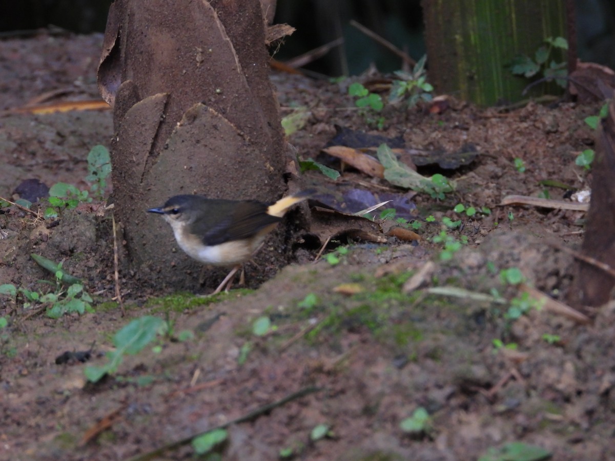 Buff-rumped Warbler - ML645581032