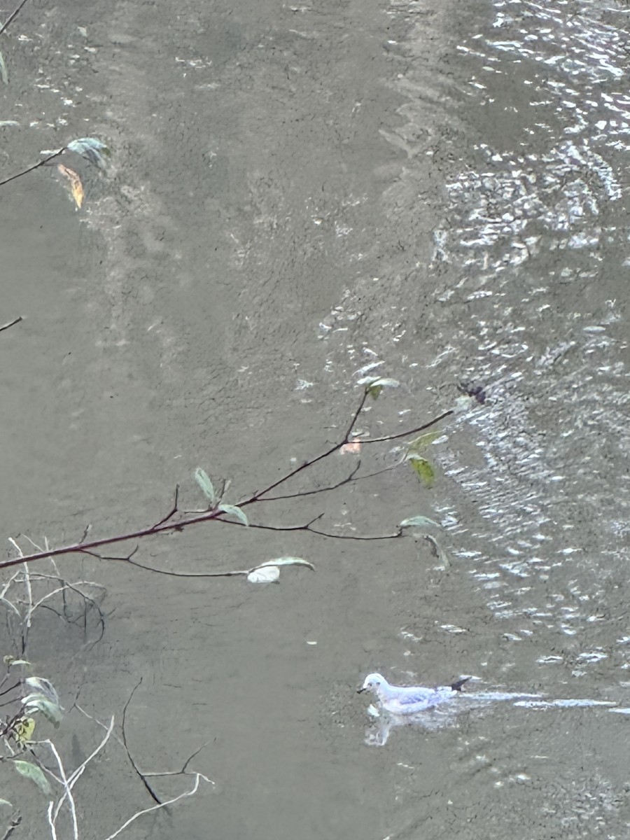 Bonaparte's Gull - ML645581035