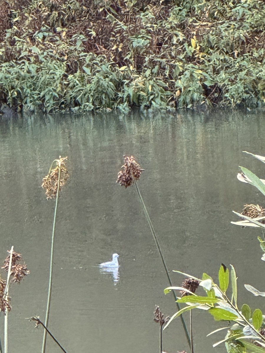 Bonaparte's Gull - ML645581036