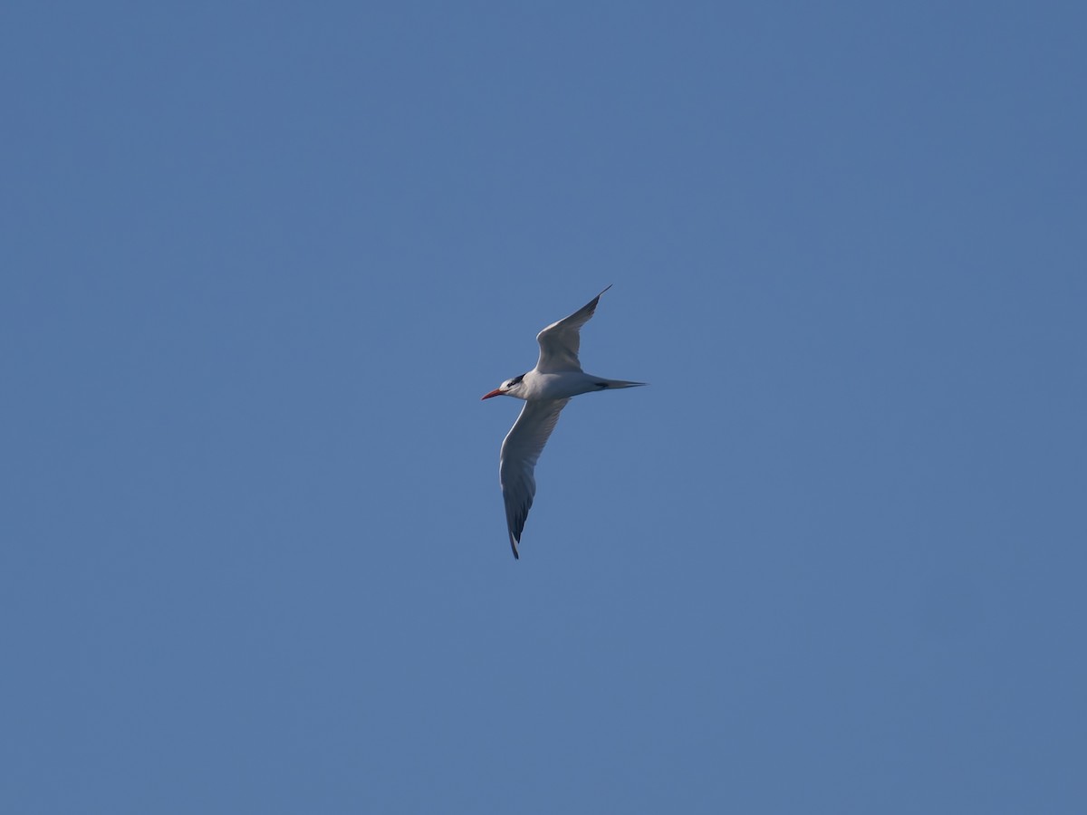 Royal Tern - ML645581041