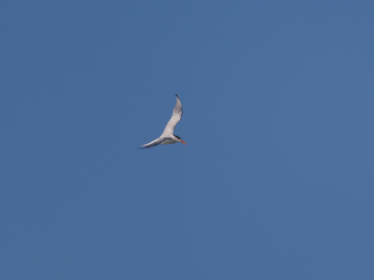 Royal Tern - ML645581042
