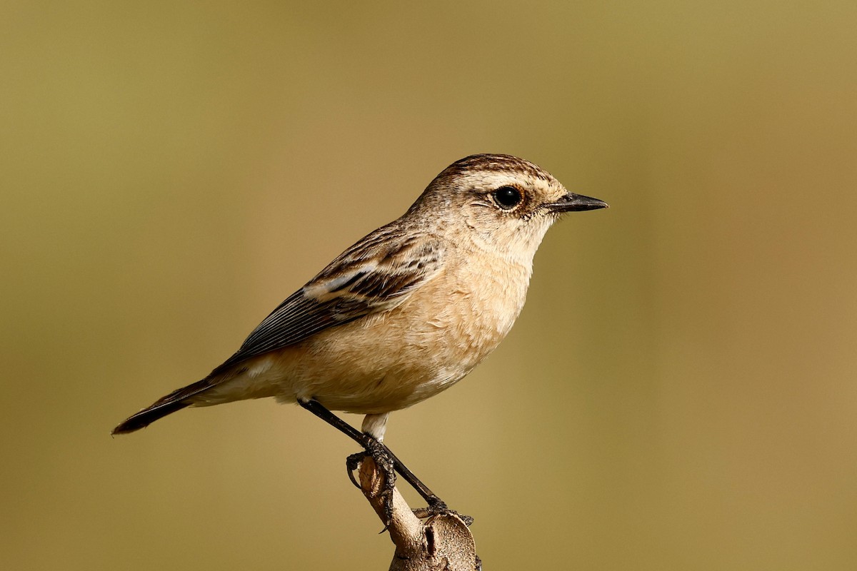 Siberian Stonechat - ML645581043