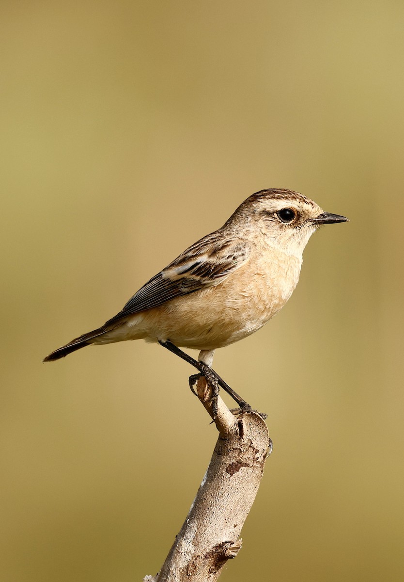 Siberian Stonechat - ML645581044