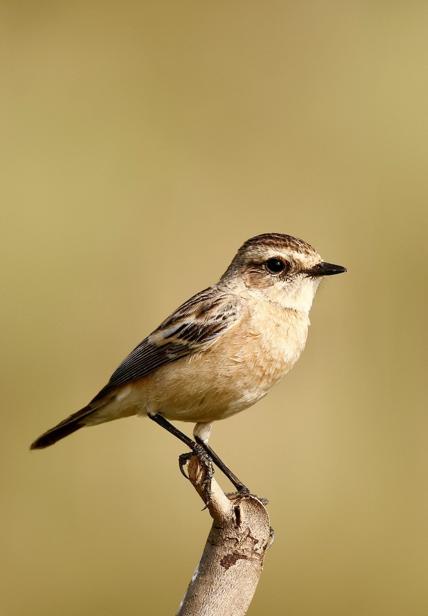 Siberian Stonechat - ML645581045