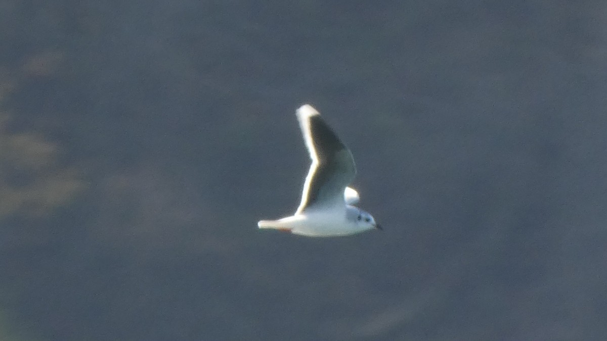 小鷗 - ML645581046