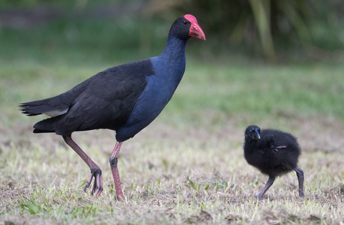 Australasian Swamphen - ML645581050