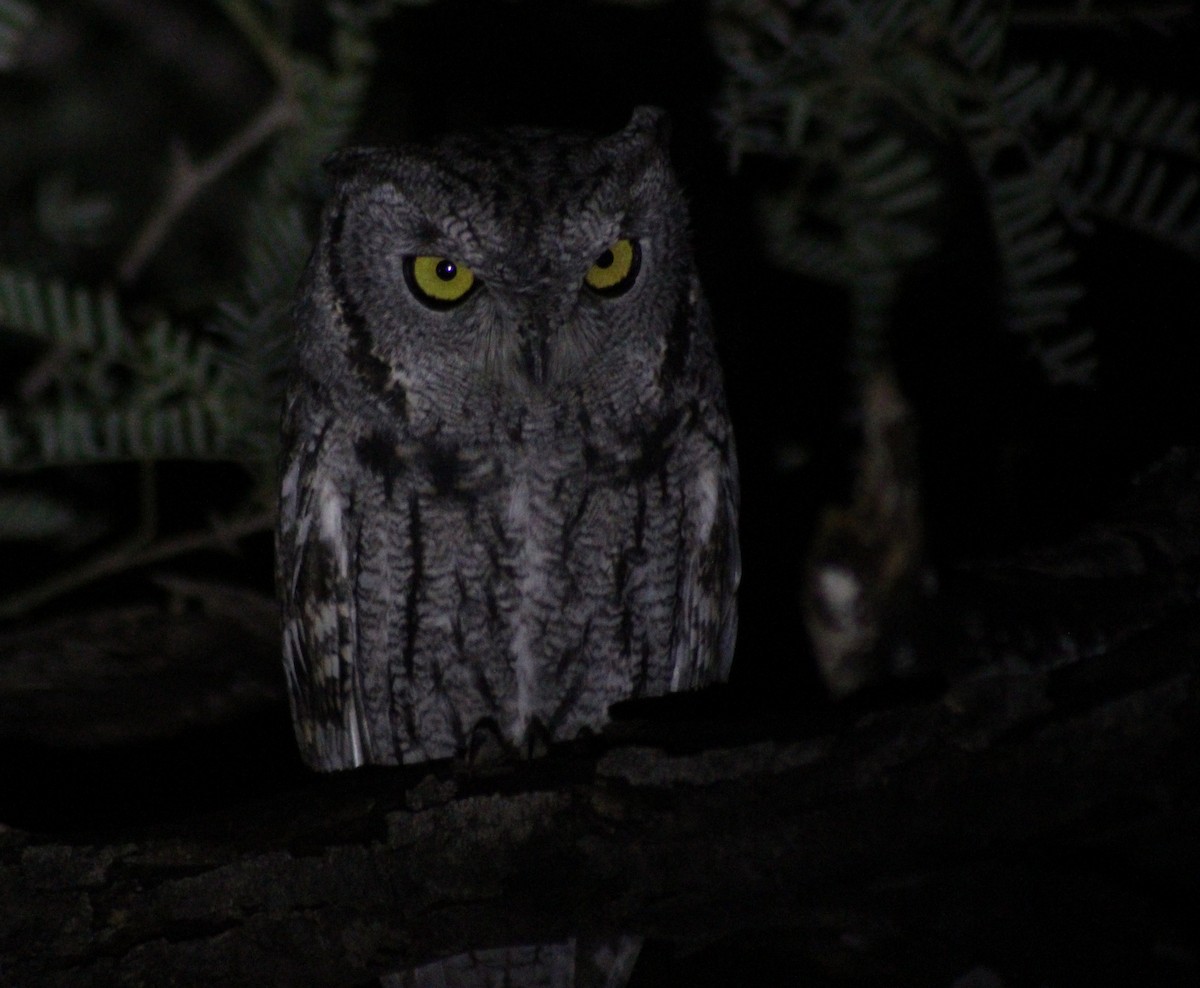 Western Screech-Owl - ML645581051