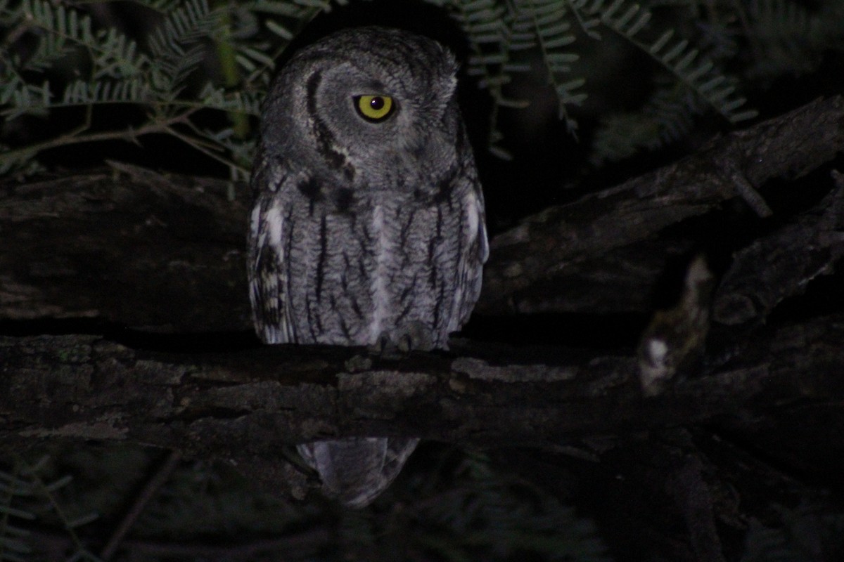 Western Screech-Owl - ML645581052