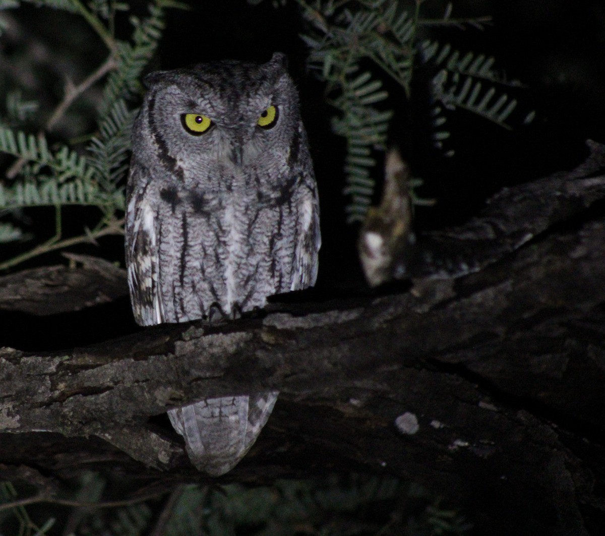 Western Screech-Owl - ML645581053