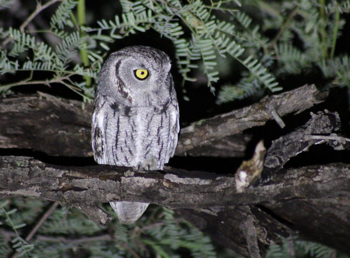 Western Screech-Owl - ML645581054