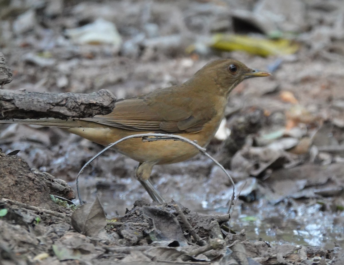 Clay-colored Thrush - ML645581056