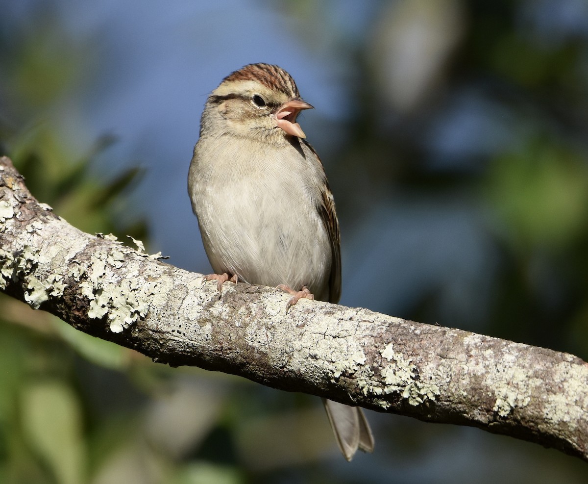Chipping Sparrow - ML645581057
