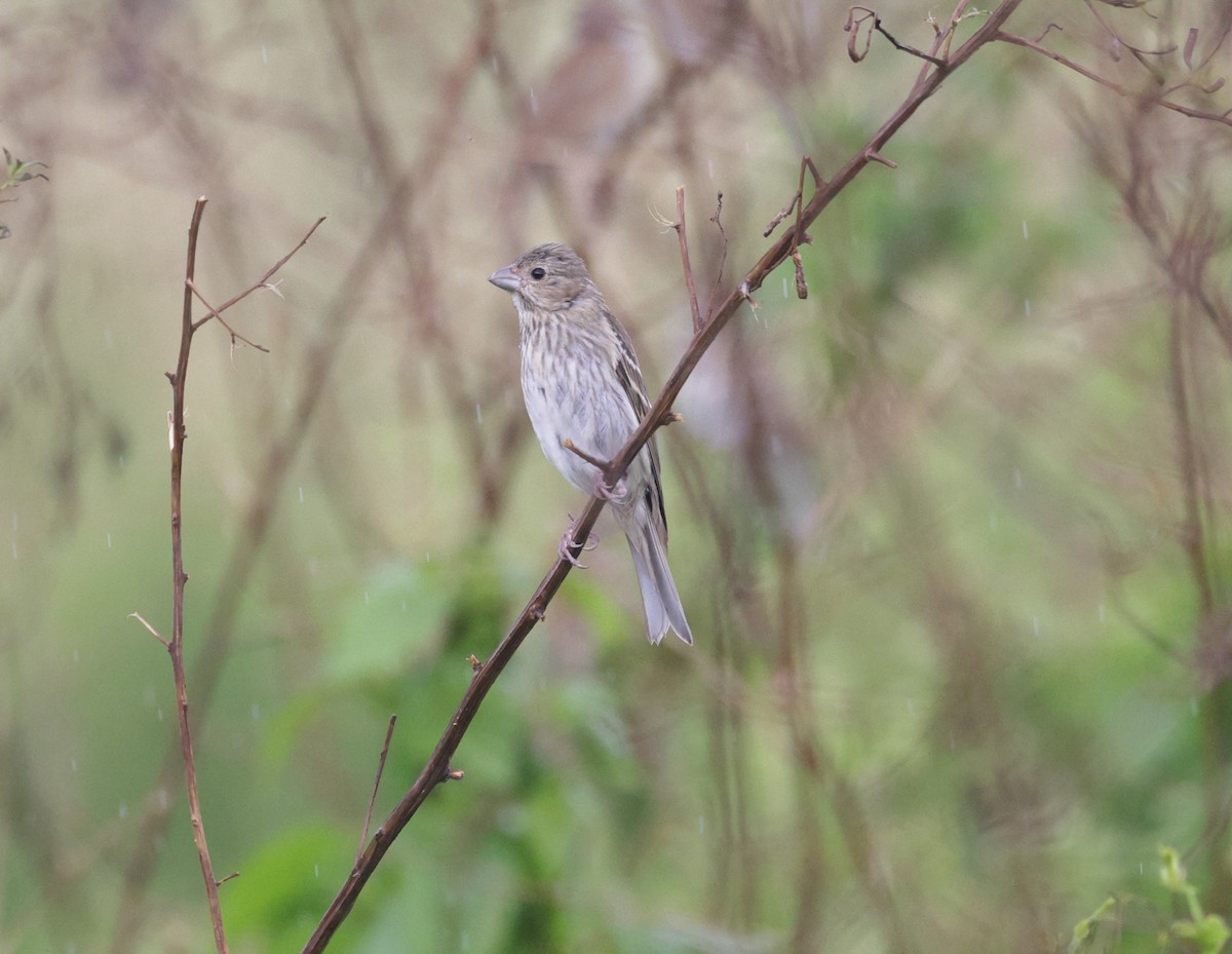 Common Rosefinch - ML645581059