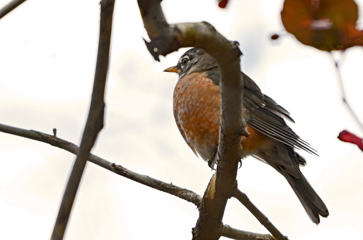 American Robin - ML645581060