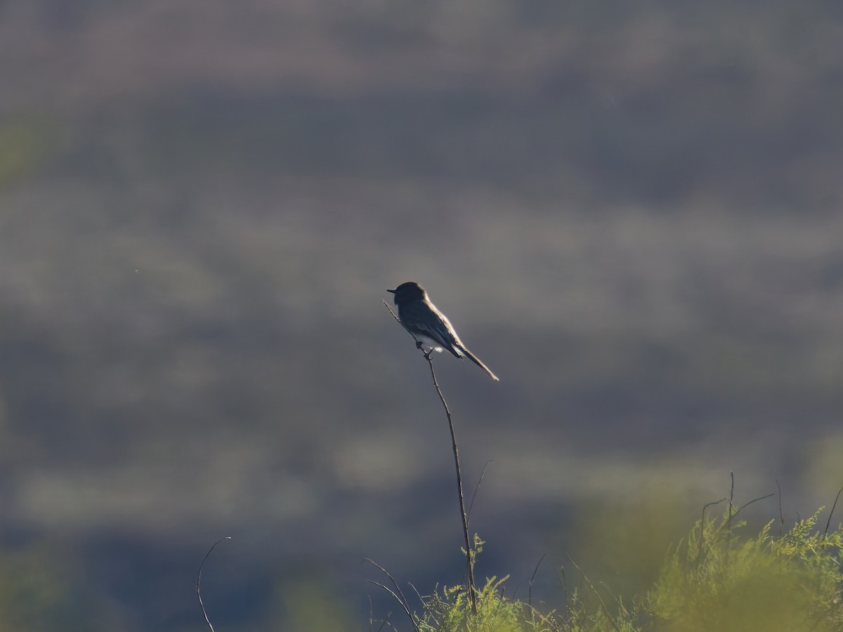 Black Phoebe - ML645581061