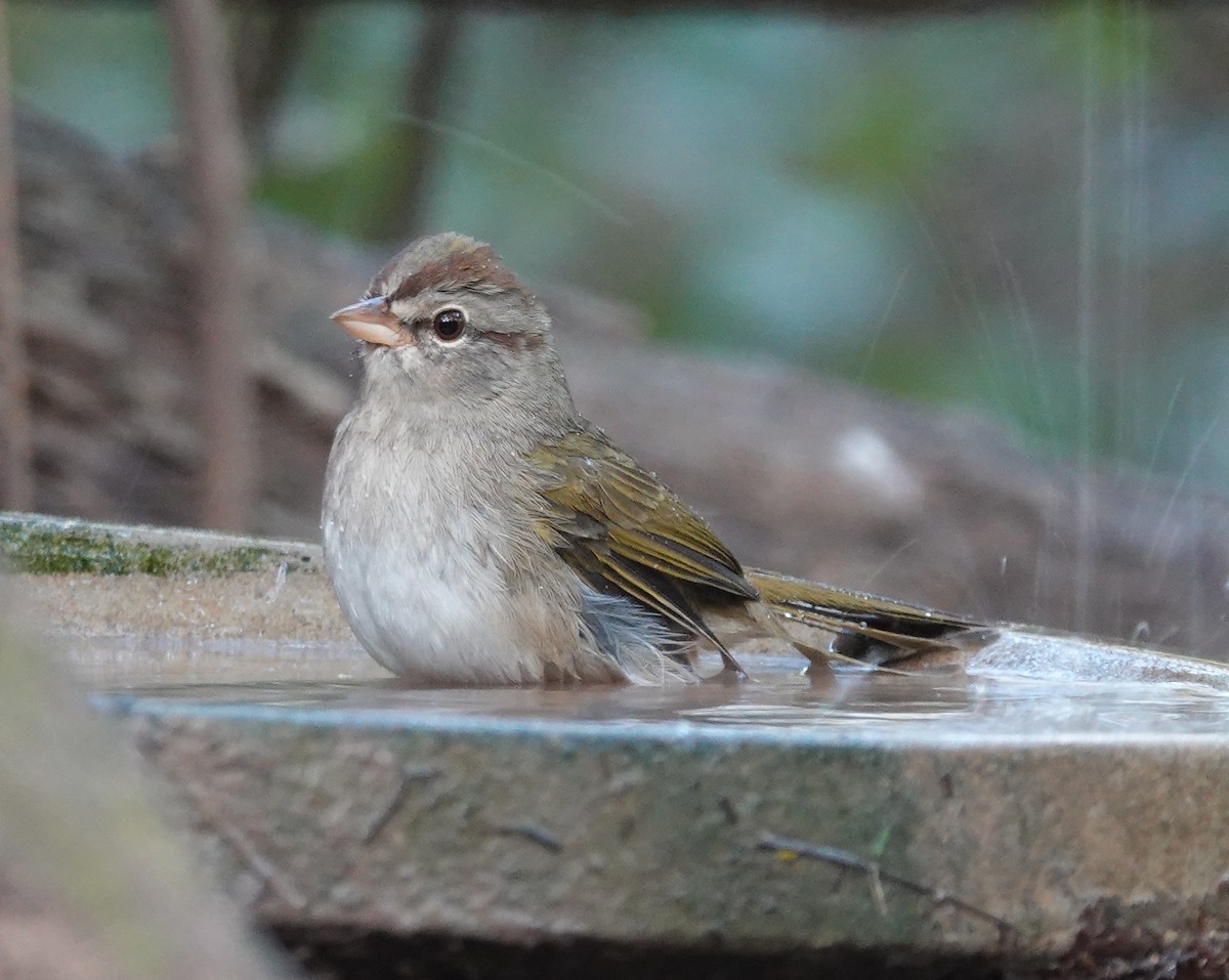 Olive Sparrow - ML645581066