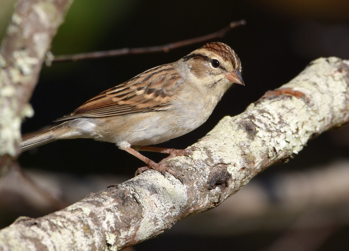 Chipping Sparrow - ML645581067