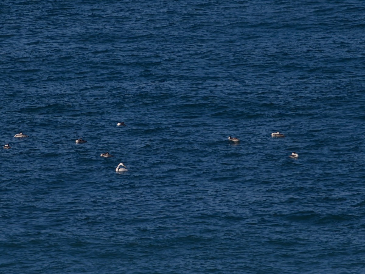 Clark's Grebe - ML645581068