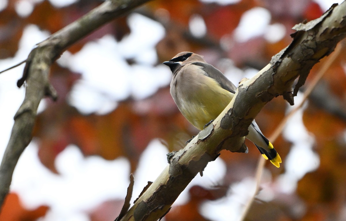 Cedar Waxwing - ML645581075