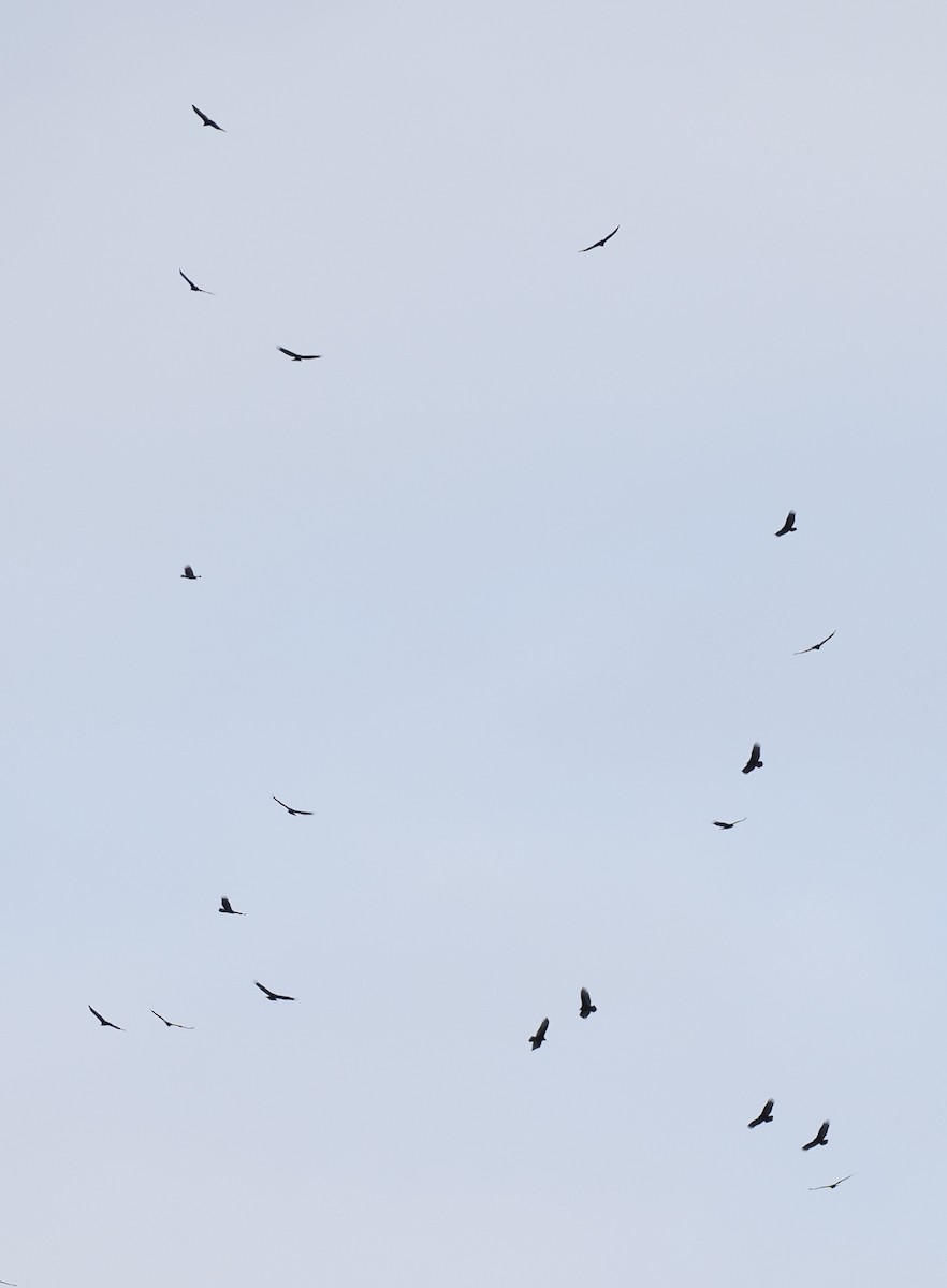 Turkey Vulture - ML645581078