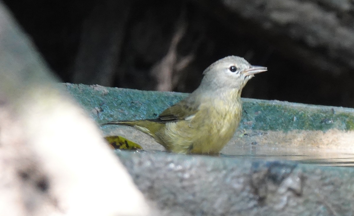 Orange-crowned Warbler - ML645581080