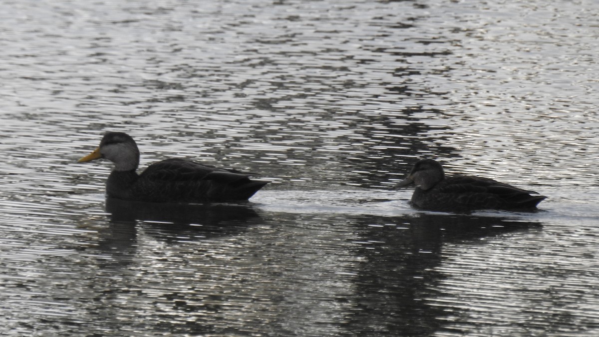 American Black Duck - ML645581081