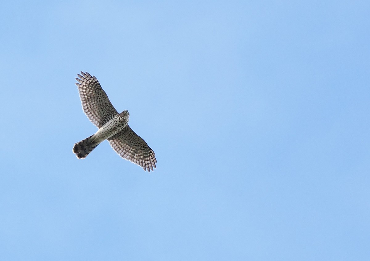 クーパーハイタカ - ML645581089