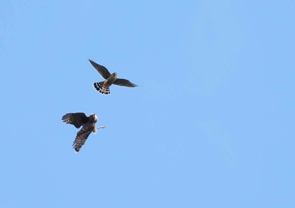 Merlin (Taiga) - ML645581095