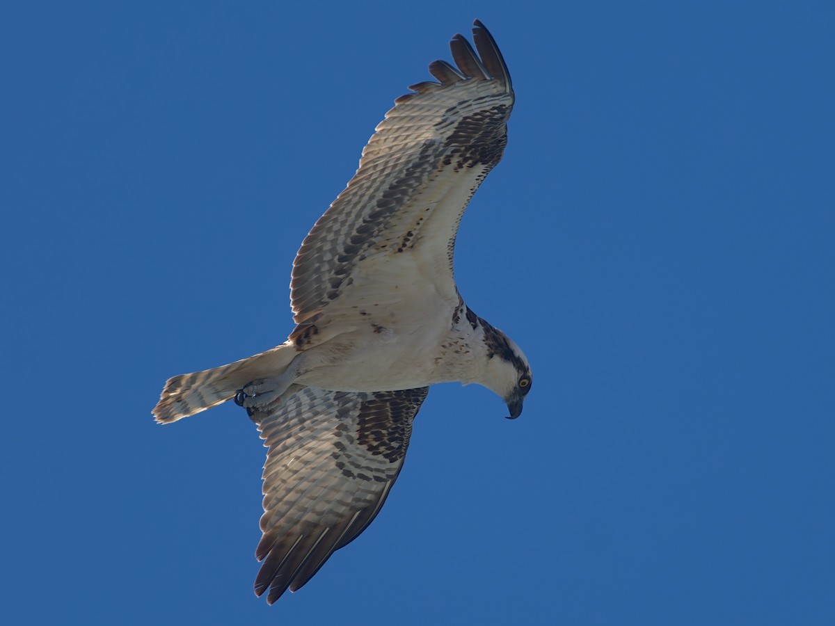 Osprey - ML645581098