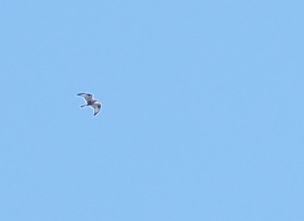 Rough-legged Hawk - ML645581103