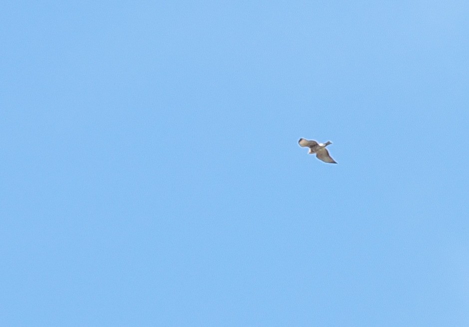 Red-shouldered Hawk - ML645581114