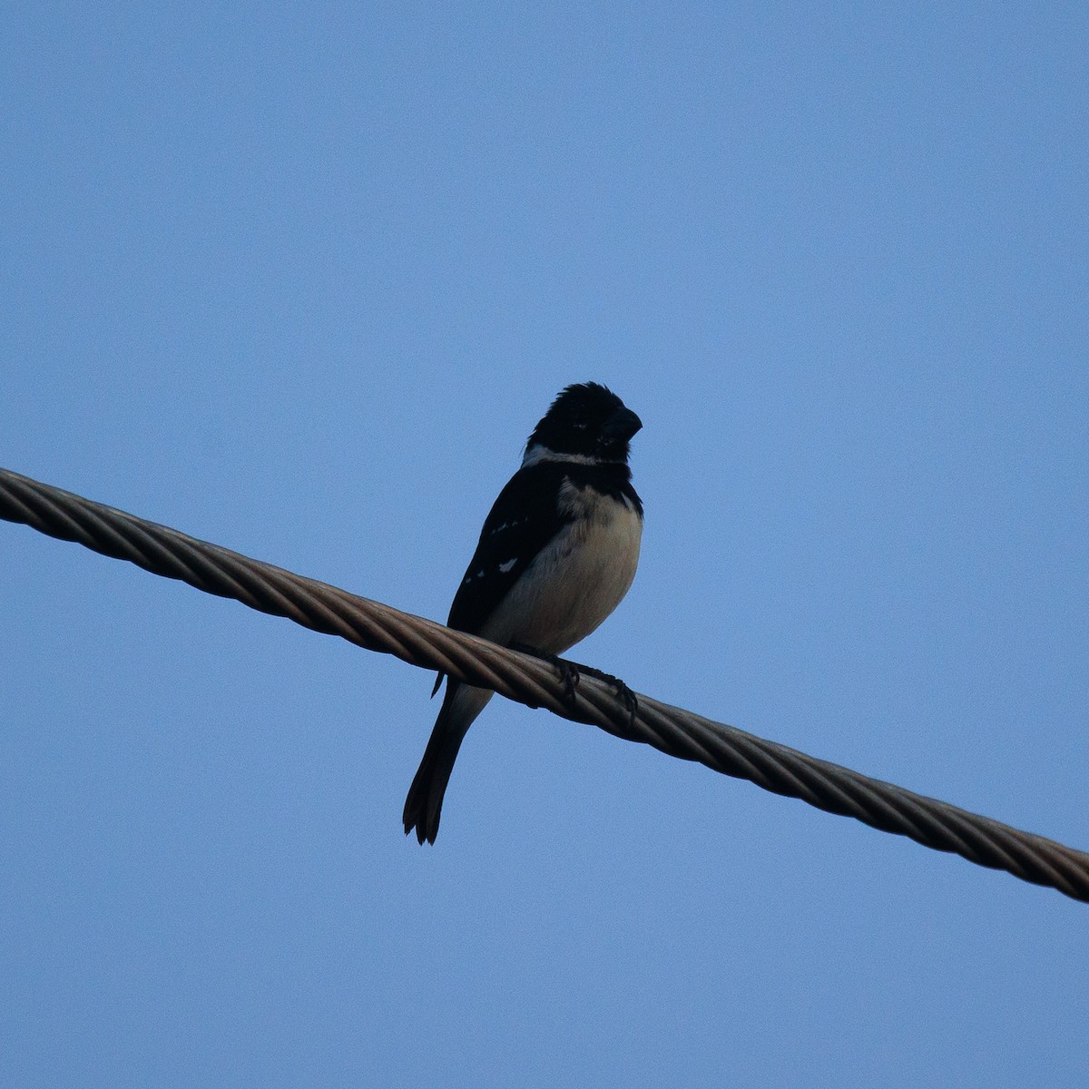 Morelet's Seedeater - ML645581118