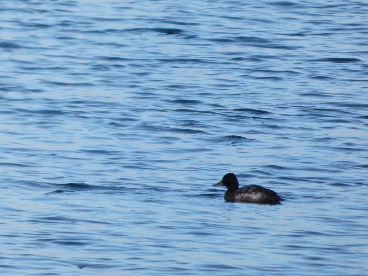 Морская чернеть - ML645581123