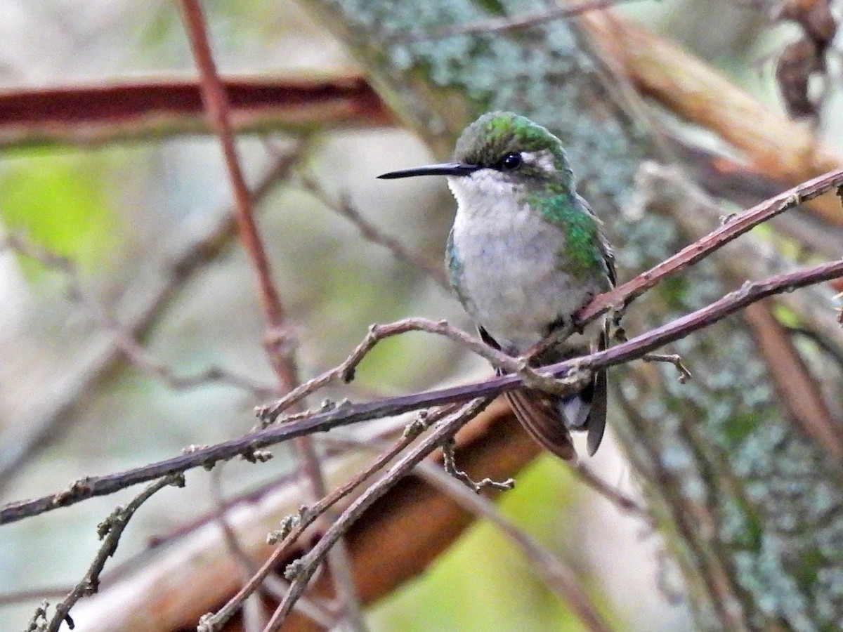 Western Emerald - ML645581136