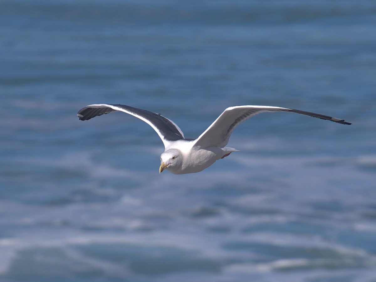 Western Gull - ML645581142