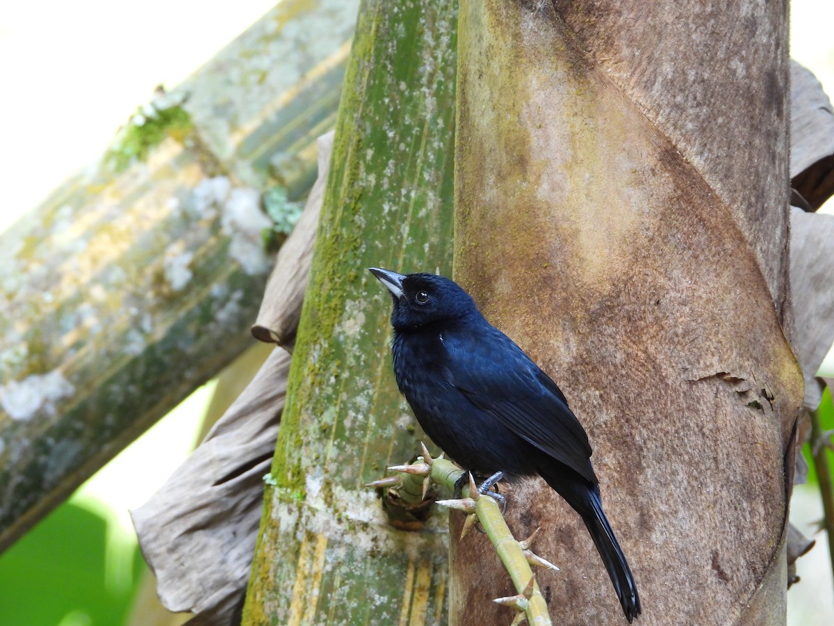 White-lined Tanager - ML645581143