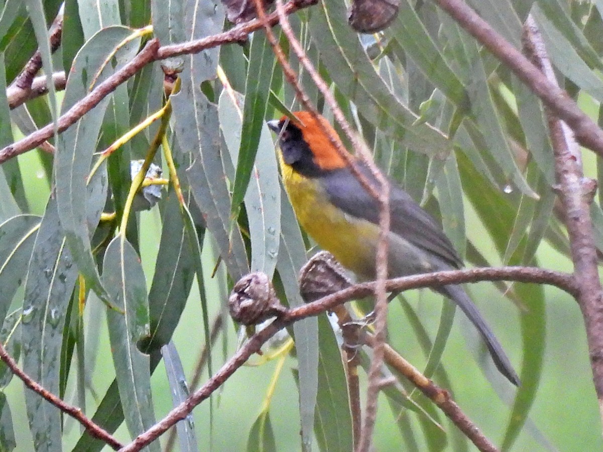 Yellow-breasted Brushfinch - ML645581147